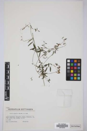 Vicia aphylla Link