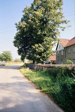 Dorfstraße mit Linde