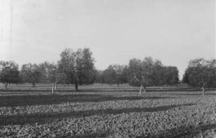 Plantage (Libyen-Reise 1938)