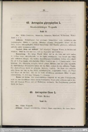 43. Astragalus Cicer L. Wilde Kicher