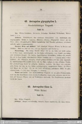 43. Astragalus Cicer L. Wilde Kicher