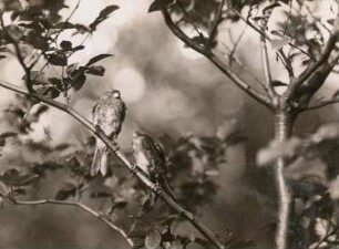 Europa. Berghänfling (Carduelis flavirostris) im Schnee. Zwei Vögel im Gezweig