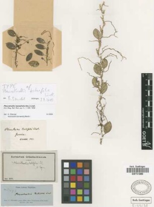 Pleurothallis testifolia Lindl.