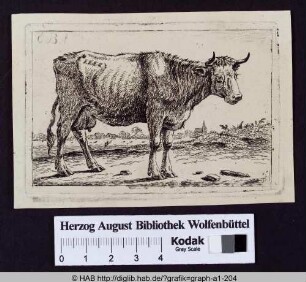 Kuh auf Weide.