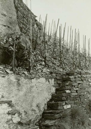 Winningen. Weinberg mit Treppenaufgang