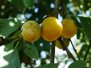 Mirabelle von Nancy oben im Apfelgarten - Baum 40