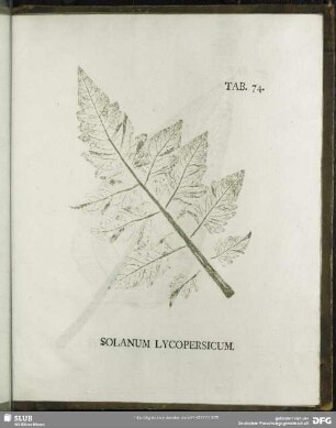 Tab. 74. Solanum Lycopersicum. (Tomate)