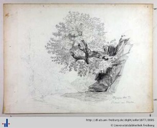 Blatt 5: Platane am Kladeos