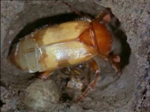 Necrophorus vespillo (Silphidae) - Häutung zur Imago
