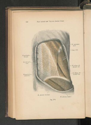 Fig. 273. Regio bombalis und Trigonum (bombale Petiti().