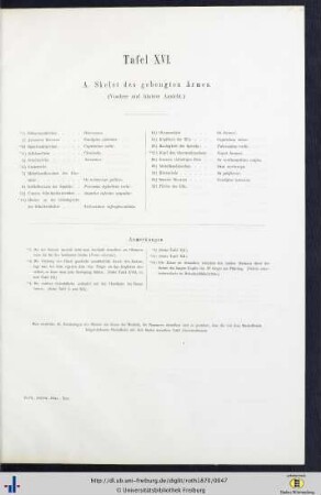 Tafel XVI. A Skelet des gebeugtes Armes.