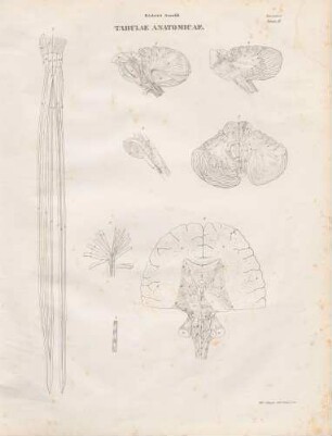 Tabula Nona (Lineartafel)