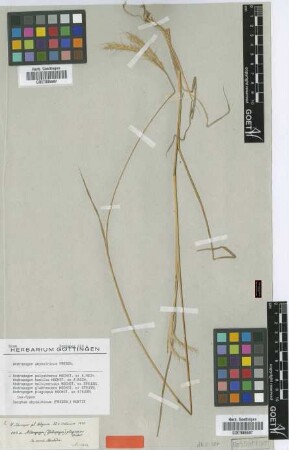 Andropogon plagiopus Hochst. ex Steud. [isotype]