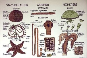 Stachelhäuter, Würmer und Hohltiere