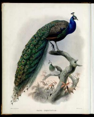 [Plate III.] Pavo cristatus