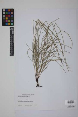Equisetum giganteum L.
