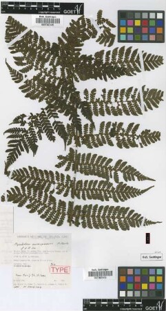 Megalastrum aureisquama M.Kessler & A.R.Sm. [paratype]