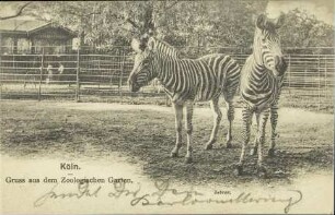 Köln - Gruss aus dem Zoologischen Garten - Zebras