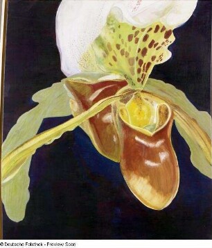 Frauenschuh