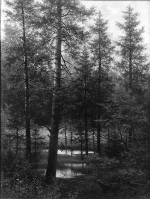 Waldlandschaft : Leonhardi, Eduard (1828-1905). Waldlandschaft. Öl/Holz, 100 x 75 cm, 1899. Dresden: Stadtmuseum 1980/k30