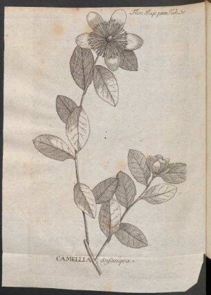 Camellia sasanqua