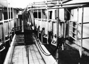 Fotografie: Melktechnik, Melkstand, Fischgrätenmelkstand, Swing over Melkstand