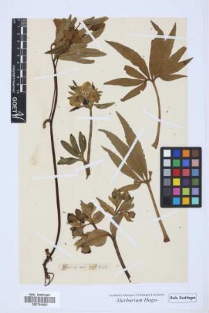 Helleborus