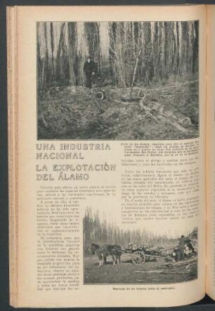 Una industria nacional : La explotación del álamo