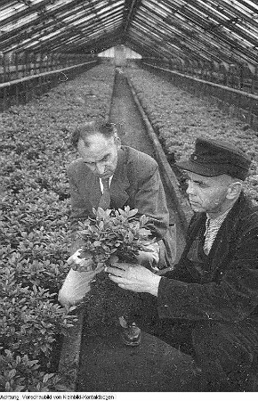 Dresden, Pillnitz. Versuchsanstalt, Gewächshäuser, Mai 1952