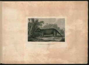 8. An Opossum of Van Diemen's Land.