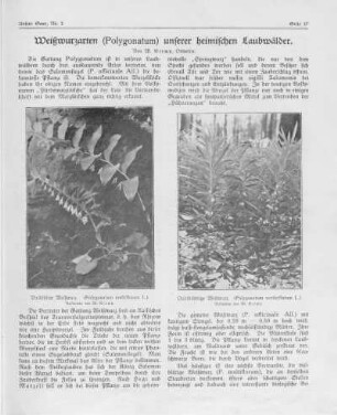 Weißwurzarten (Polygonatum) unserer heimischen Laubwälder.
