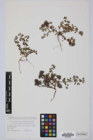 Polycarpaea divaricata (Ait.) Poir. var. latifolia (Willd.) O. Ktze.