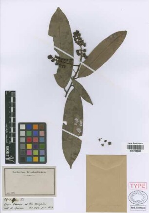 Lecythis paniculata O.Berg[isotype]