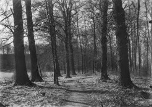 Waldweg