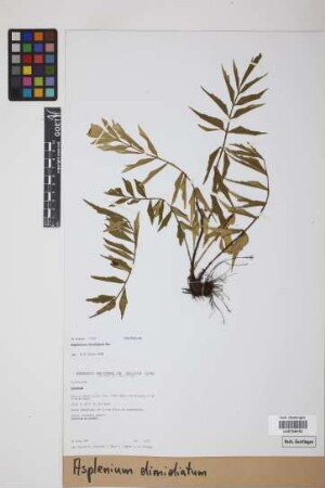 Asplenium dimidiatum Sw.