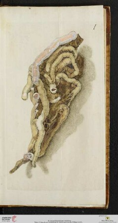 [Tafeln I-XII]