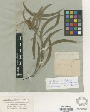 Acacia homomalla Wendl.