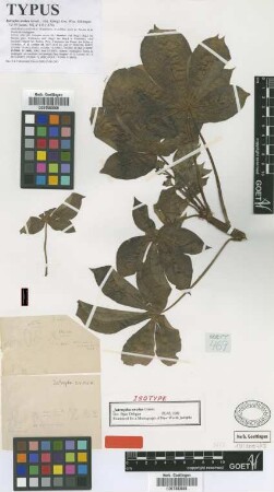Jatropha excisa Griseb. [isotype]