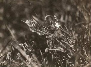 Lewitz. Veilchen-Scheckenfalter (Euphydryas cynthia)