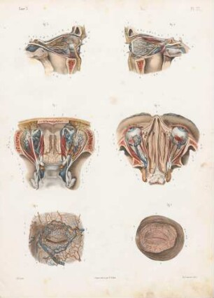 Blutgefäße in der Augenhöhle, im Auge und im Augenlid