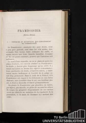 Framboisier (Rubus Idaeus)