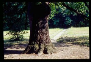 Tegel Park 17.6.64.