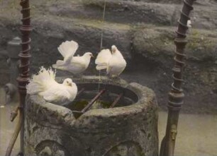 Eisenach, Wartburg. Drei Tauben auf dem Ziehbrunnen (Drachenbrunnen, 1896) im ersten Burghof