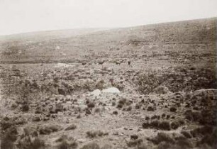 Paramo mit Lamas am Nord Chimborazo