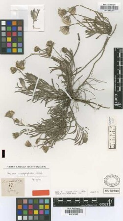 Senecio ceratophylloides Griseb. [syntype]