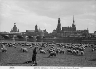 Weidende Schafe auf den Neustädter Elbwiesen : Dresden, Blick vom Neustädter Elbufer in Höhe des Japanischen Palais nach Südosten auf die Altstadt mit Schafen