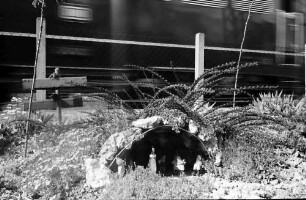 Rheinweiler: Grotte mit Gartenzwergen am Bahndamm