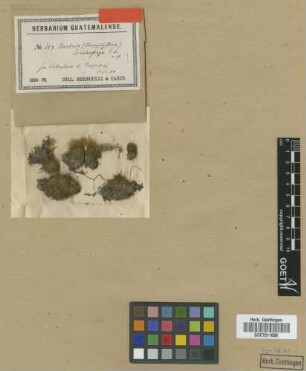 Barbula lonchostega Müll.Hal. [isotype]