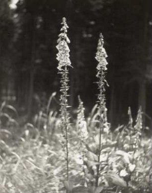 Roter Fingerhut (Digitalis purpurea). Blühender Bestand auf einer Waldlichtung