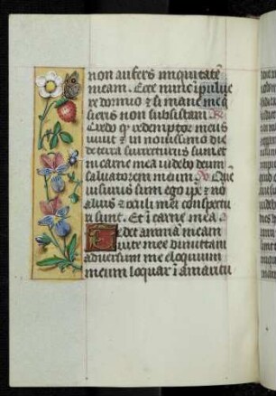 Trompe l'oeil-Randbordüre mit Vögeln und Insekten; (Iob 10,1) Zierinitiale: T(edet animam meam)